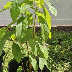Avocado Tree 