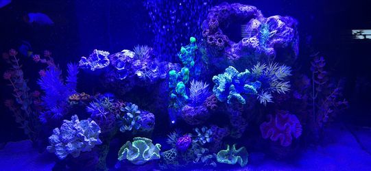 RODI water for Aquarium
