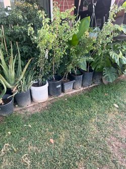 Rebuild Your Patio Today with great plants