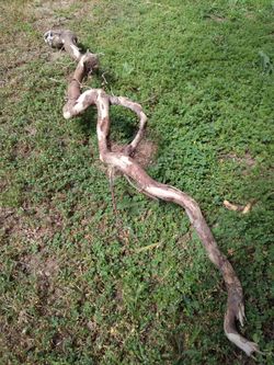 Natural Driftwood for aquariums terrariums decor