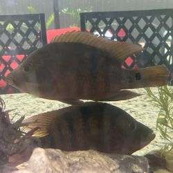 3  Mayan cichlid 