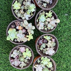 Baby Korean Succulents