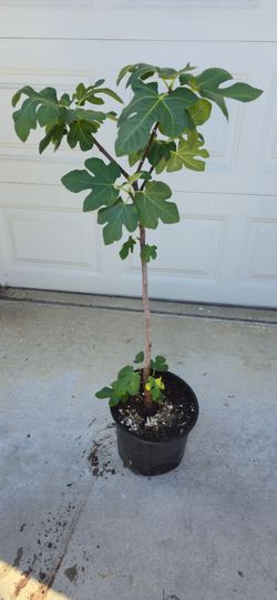Fig Tree