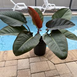 HUGE PHILODENDRON (ROJO) RED 