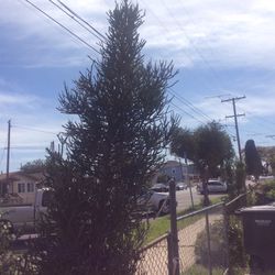 Succulent Plant 5 Feet Tall Perfect For Your Garden Or Yard 