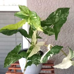 Rare Syngonium Panda Galaxy Plant/ Indoor Plant/ House Plant Patio Garden 