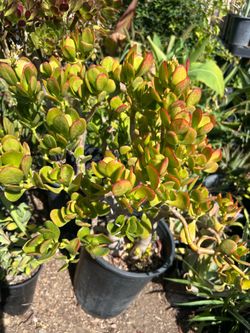 Jade plant