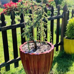 Live outdoor Blue Atlas Cedar tree plant in a beautiful ceramic planter pot—firm price