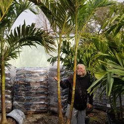 Palm Trees Delivered And Planted