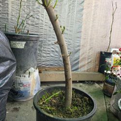 Jocote Cieruela Corona 