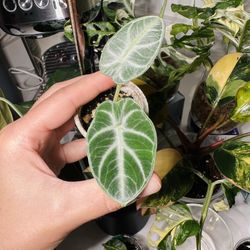 Alocasia Ninja- seedling