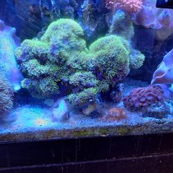 Aquarium Saltwater decorations