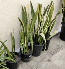 Snake Plants - $10 each - 3ft. Tall