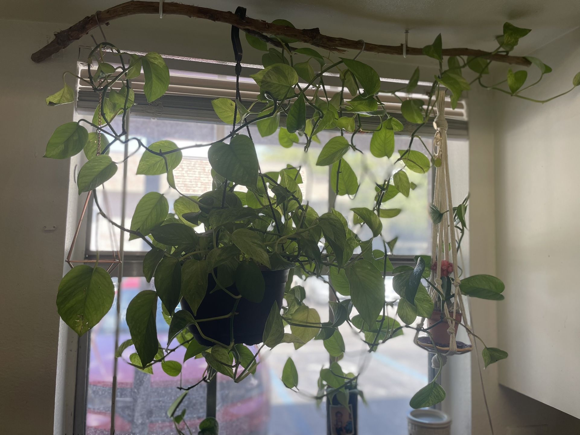 Large Golden Pothos Plant