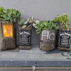 Succulents In A Variety Of Liquor Bottles Jack Daniels Centenario