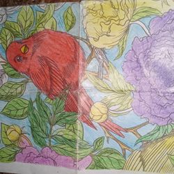 Red Bird Coloring 