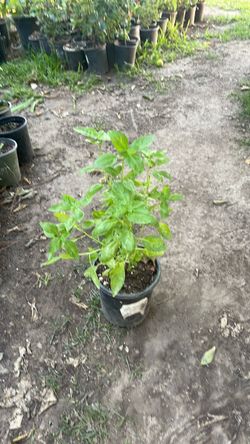 Planta   De.  Albakar son como seis matas.