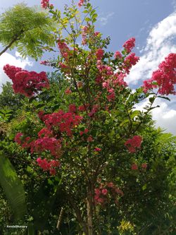 Crape Myrtle Tree With Beautiful Blooming Pink 🩷 Flowers $200