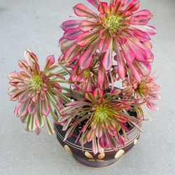 Succulents plants 🪴 （Aeonium Venus Variegated ）（Heuchera 'Venus）