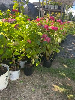 Hydrangeas