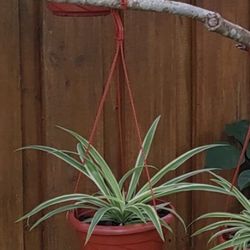 Spider plants hanging baskets $10 each