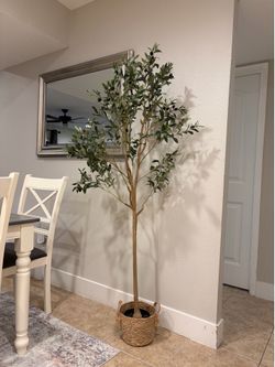 Olive Tree