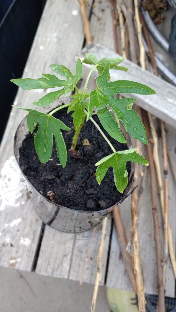 Papaya