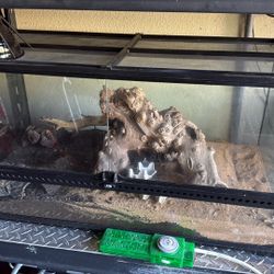 Reptile Tank Really Good Condition Only Had It For About A Year