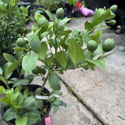 Meyers Lemon Tree 