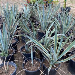Agave