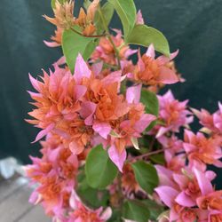 Bougainvillea, Veranera, Camellina Double Flowers Plant, In 5 Gallóns Pot Pick Up Only