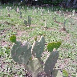 Plantas De Nopales 