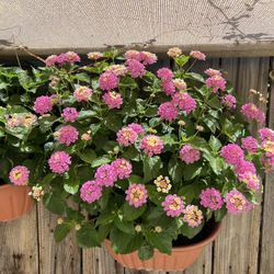Lantena Plant In A Wall Hanging Planter 