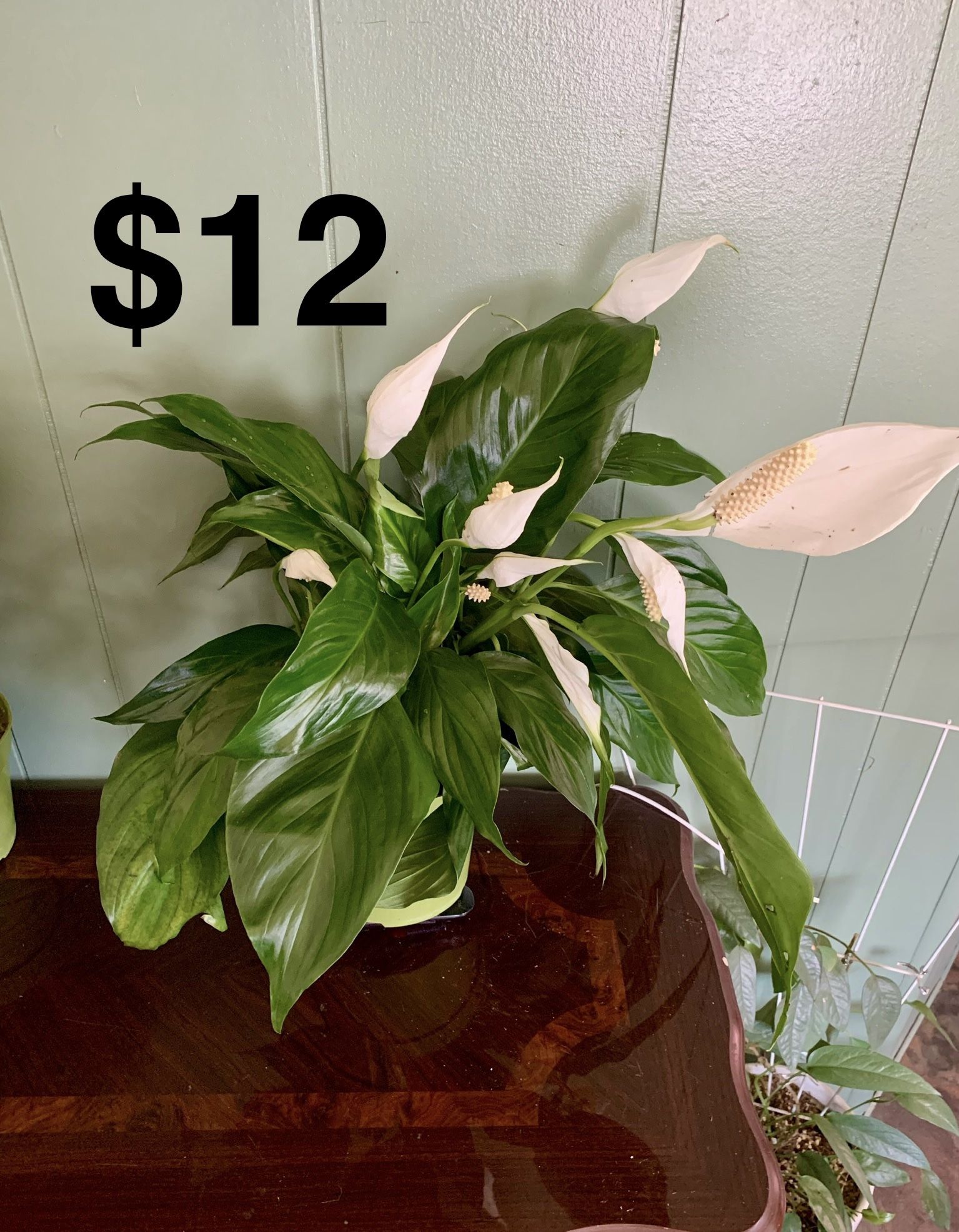 Peace Lily Plant
