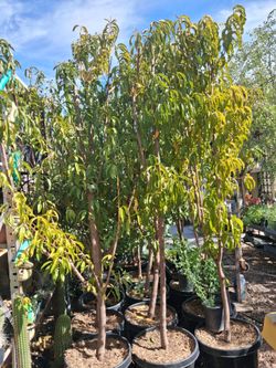 Peaches fruit trees.