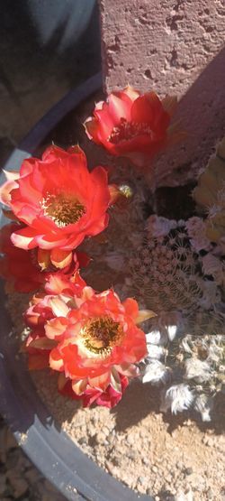 Beautiful cactus 🌵