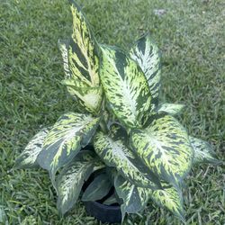 DIEFFENBACHIA  (3 gallon pot) Stunning Pattern , Attractive 