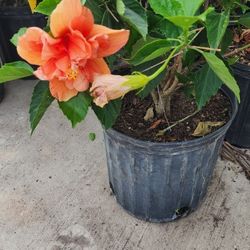 Hibiscus Plants Tree 3gallons Bushes