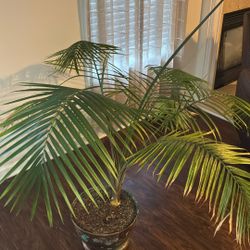 Palm Plant