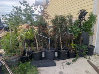 Trees