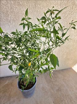 🌶Chile Tabasco/🌶️ Tabasco Pepper Plant🌿