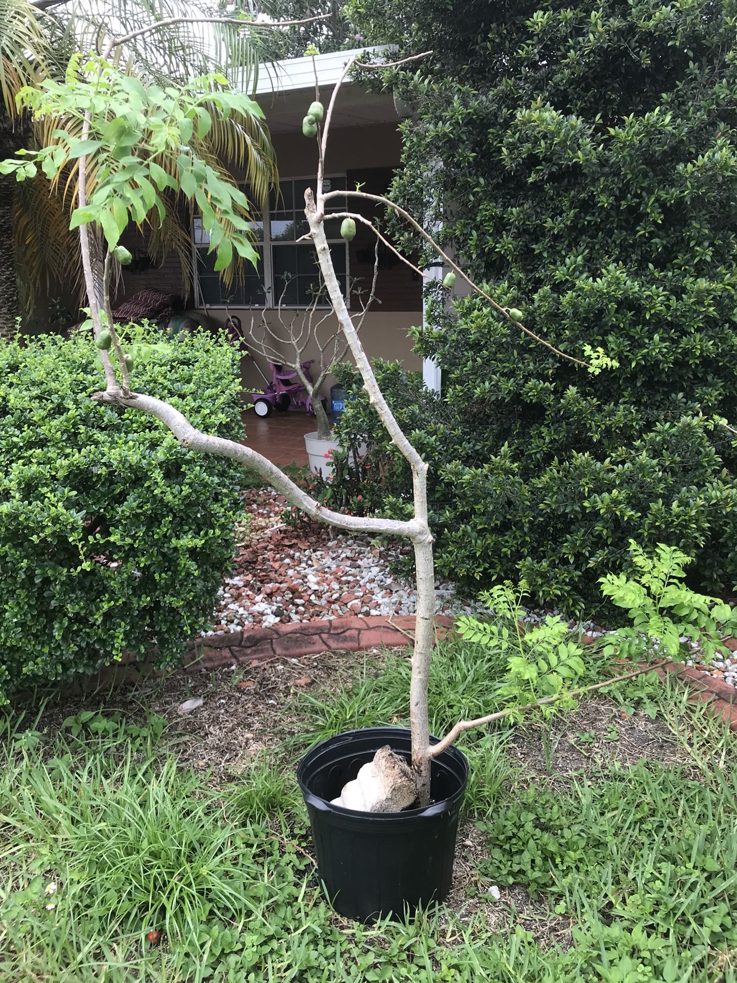 Ciruela tree with fruit