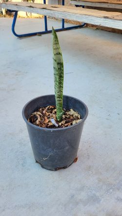 Dracaena trifasciata Plant