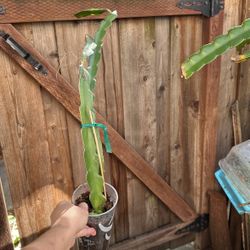 $5 Red Dragon Fruit Plant