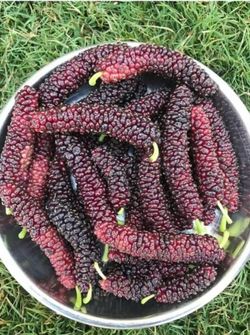 Pakistani Mulberry Cuttings for Rooting