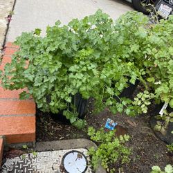 Parsley Plant 