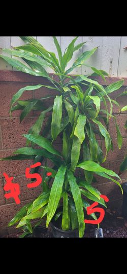 Dracaena plants