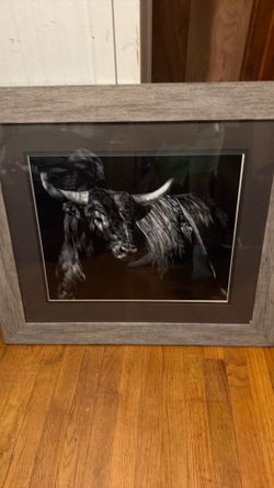 Bull photo
