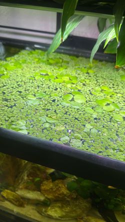 Duckweed