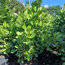 Clusia Sale! 15gl 5'ft ☘️$40.00